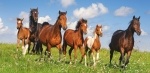 Пазлы Castorland Paso Fino Herd 4000 элементов
