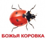 Карточки большие русские с фактами "Насекомые"